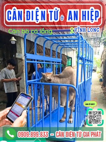 Cân điện tử ở xã An Hiệp Vĩnh Long