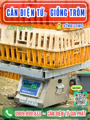 C&acirc;n điện tử ở Giồng Tr&ocirc;m Vĩnh Long - C&acirc;n Gia Ph&aacute;t