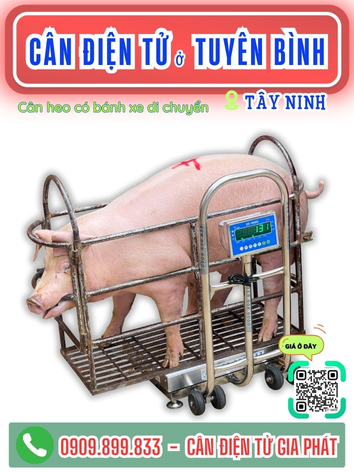 C&acirc;n điện tử ở Tuy&ecirc;n B&igrave;nh T&acirc;y Ninh - C&acirc;n Gia Ph&aacute;t