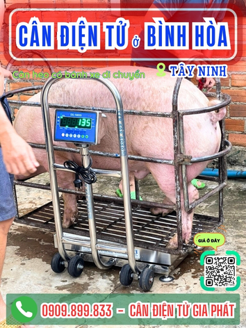 Cân điện tử ở xã Bình Hòa Tây Ninh