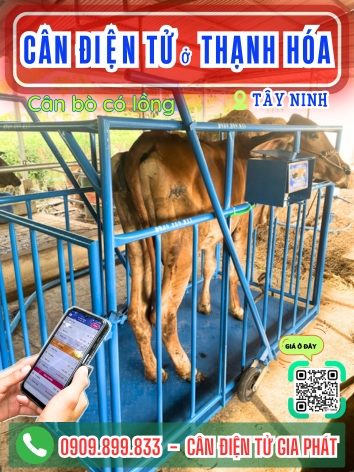 C&acirc;n điện tử ở Thạnh H&oacute;a T&acirc;y Ninh - C&acirc;n Gia Ph&aacute;t