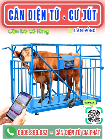 Cân điện tử ở xã Cư Jút Lâm Đồng