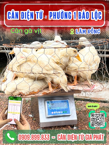 C&acirc;n điện tử phường 1 Bảo Lộc L&acirc;m Đồng - C&acirc;n Gia Ph&aacute;t