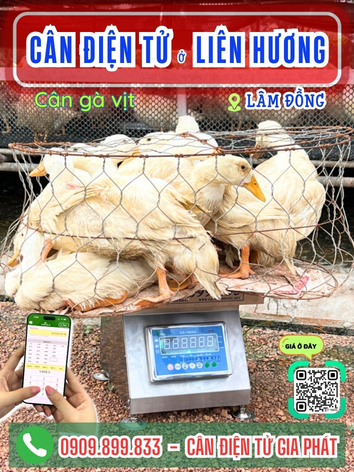 Cân điện tử ở Liên Hương Lâm Đồng - Cân Gia Phát