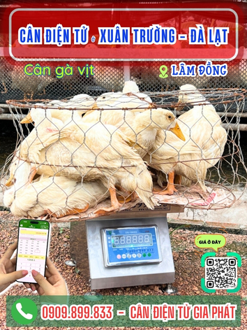 Cân điện tử ở Xuân Trường - Đà Lạt, Lâm Đồng - Cân Gia Phát