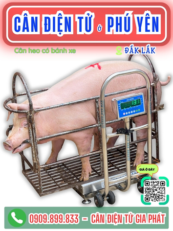 C&acirc;n điện tử ở Ph&uacute; Y&ecirc;n Đắk Lắk - C&acirc;n Gia Ph&aacute;t