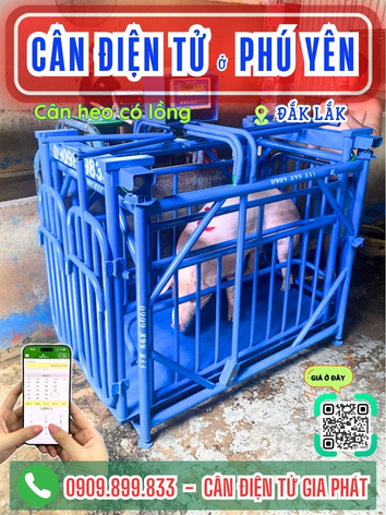 Cân điện tử ở phường Phú Yên Đắk Lắk 