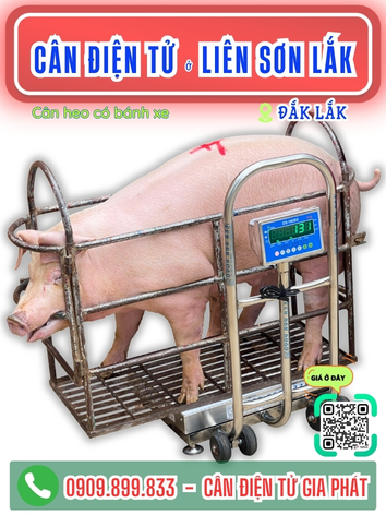 C&acirc;n điện tử ở Li&ecirc;n Sơn Lắk Đắk Lắk - C&acirc;n Gia Ph&aacute;t