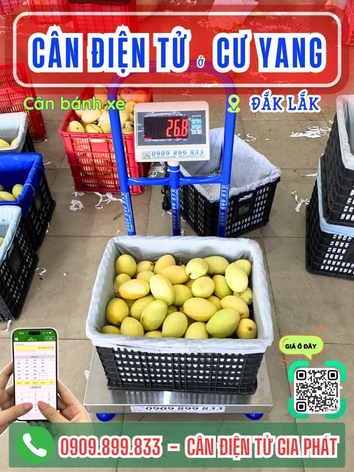 Cân điện tử ở xã Cư Yang Đắk Lắk