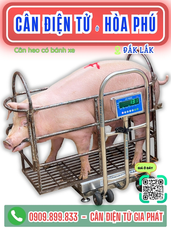 Cân điện tử ở Hòa Phú Đắk Lắk - Cân Gia Phát